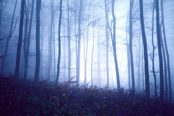 Naklejka premium Dark blue colored fantasy foggy forest landscape. Filter color effect used.