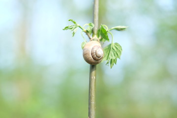 snail resting