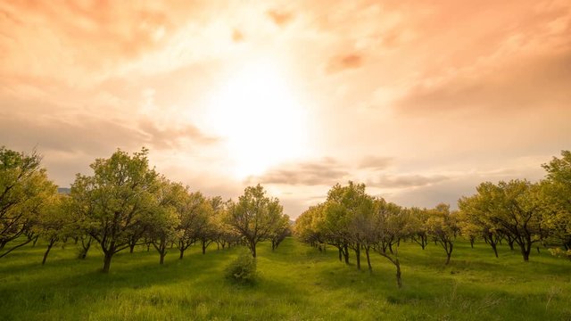 Apple orchard at sunset time spring day. Timelapse 4K
