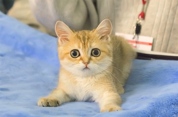 Portrait of cute red British kitten.