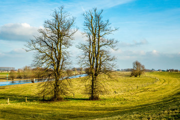 Two trees without leafs on grass fields in the German Rhine area