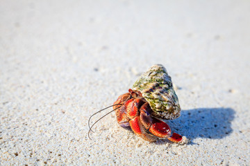 Hermit crab