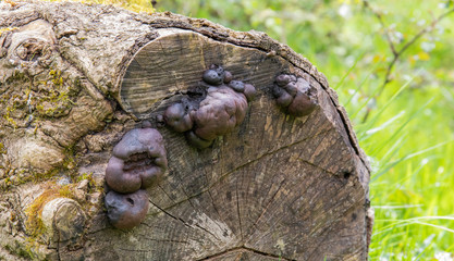 Fungus on a wooden log