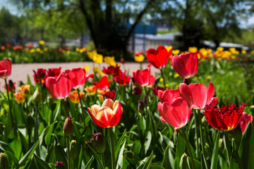 Fototapeta na wymiar Red tulips in Park