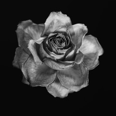 Faded rose blossom isolated on dark background, selective focus, arty.