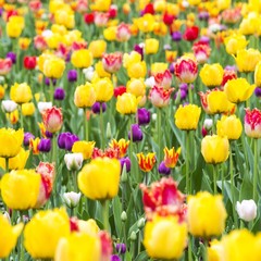 colorful tulips flowers isolated