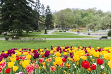 tulips in city park