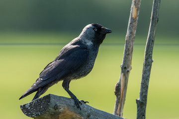Jackdaw on the fence