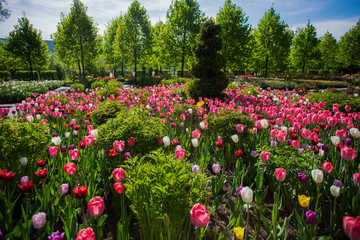 tulip fields in  Goorky  park. Moscow Russia.