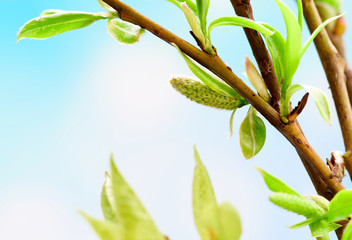 Beautiful spring background with green branch on blue. Macro shot. Wallpaper.