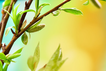 Beautiful spring background with green branch on colorful texture. Macro shot. Wallpaper.