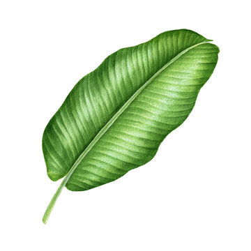 Realistic tropical botanical foliage plants. Tropical banana leaves. Hand painted watercolor illustration isolated on white. 