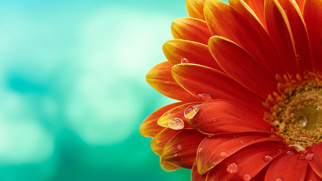 Beautiful orange flower Gerbera with water drops on turquoise abstract background. Macro photography of gerbera flower.