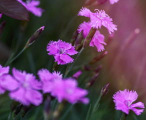 Fototapeta premium field with blooming pink carnations and green stems on a summer day