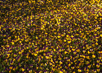 Flowers in spring time