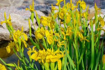 Fototapeta na wymiar Blooms of yellow water iris in a fake garden pond. Selective focus.