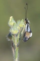 ibelloides macaronius - baykuş sineği