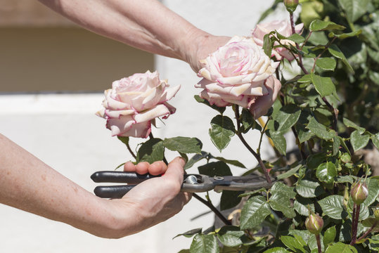 Persona corta las rosas de la planta  con unas tijeras