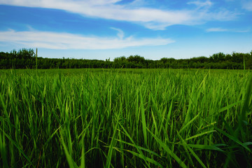 Green grass and blue sky