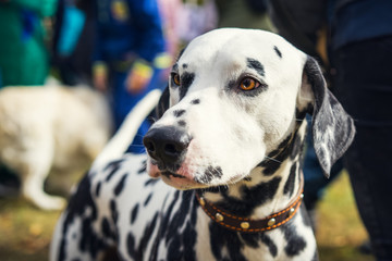 portrait of a cute dog Dalmatian closeup on a walk
