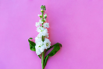 Naklejka na ściany i meble Beautiful spring white Delphinium floral pink color background with copy space. Top view. Objects on a simple background