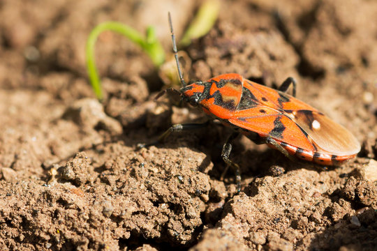 cimice carabiniera