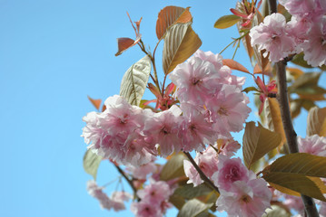 Cherry Blossom Landscape