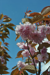 Cherry Blossoms Portrait