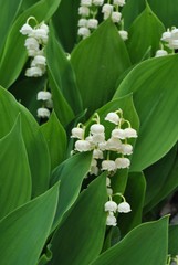 Konwalia majowa - Convallaria majalis