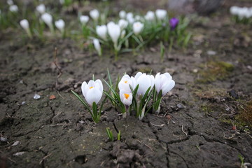 Obraz premium white flowers