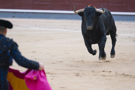 Bullfighter next to the bull in the ring