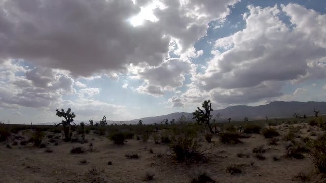 Joshua Tree, Mojave Desert, desert