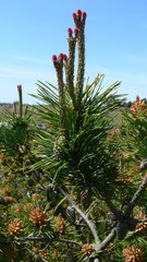 Pine Tree in Spring Fertile State