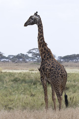 male giraffe standing on a grassy meadow on a background of trees in a dry season
