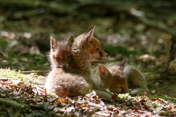 Fuchswelpen im Wald
