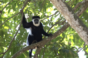 mantled guereza that sits on a branch in the tree's crown and looks down