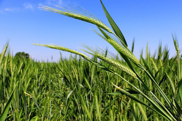 Naklejka premium green wheat field