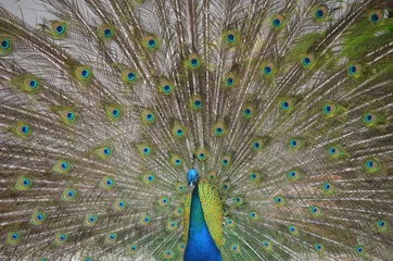 Fotobehang Beautiful  Peacock © Milagros