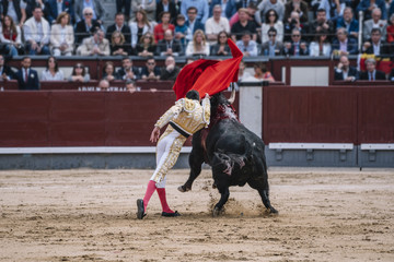 Man bullfighter dressed in bullfighting costume.