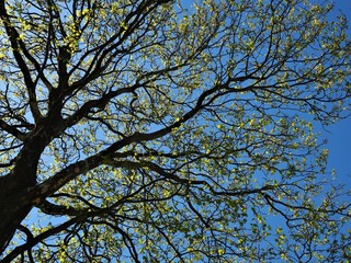 Sycamore tree with new spring leaves against a clear blue sky