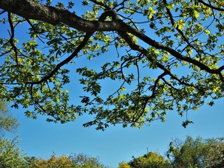 Overhead oak tree branch with new spring leaves against a blue sky