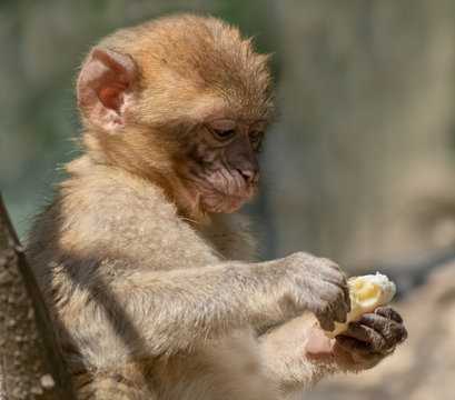 Affenbaby mit Banane in der Hand