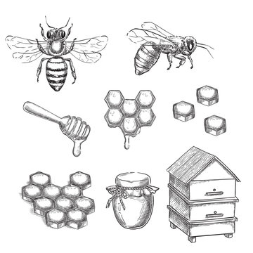 Honey And Bee Sketch Vector Illustration. Honeycombs, Pot And Hive Hand Drawn Isolated Design Elements