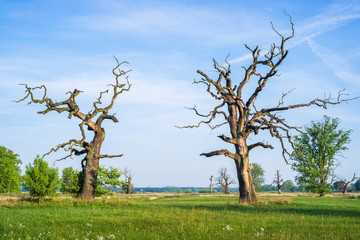 Stare Dęby na łące. Dolina Warty w Rogalinie © Piotr Szpakowski