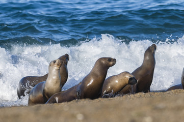 Fototapeta premium Sea lion female in colony, patagonia Argentina