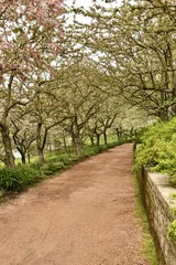 Tree path