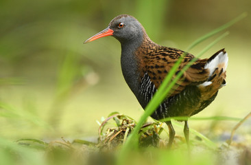 Water Rail (Rallus aquaticus)