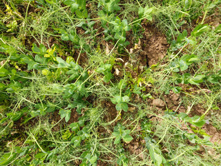 Field of young peas. Peas on the field is growing. Legumes in the field