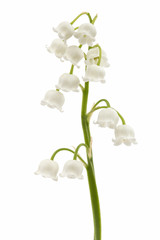 Weiße Blume des Maiglöckchens, lat. Convallaria majalis, lokalisiert auf Weiß