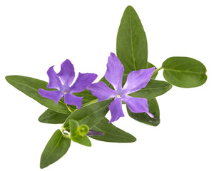 Obraz premium Blue flower of periwinkle, lat. Vinca, isolated on white background